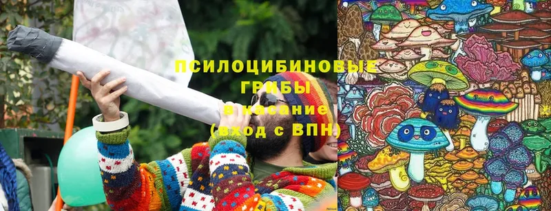 Галлюциногенные грибы Cubensis  наркотики  Талица 